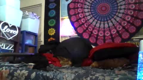 Gardenia online show from January 19, 6:22 am