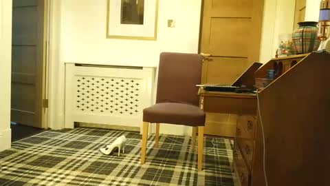 Irena Adler online show from February 25, 4:33 pm